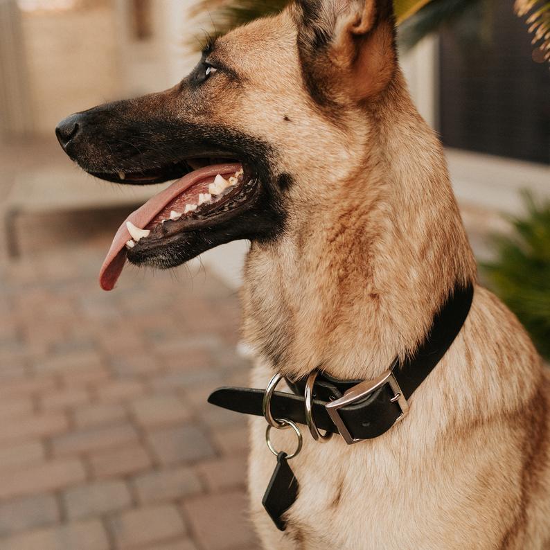 Classic Leather Dog Collars front view