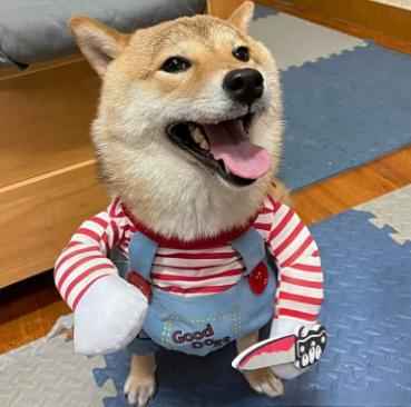 Halloween Dog Costume – Adjustable Scary Pet Outfit