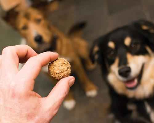 Original Beer Paws Peanut Butter Flavor Beer Biscuits Craft Beer - GoSavvyNow