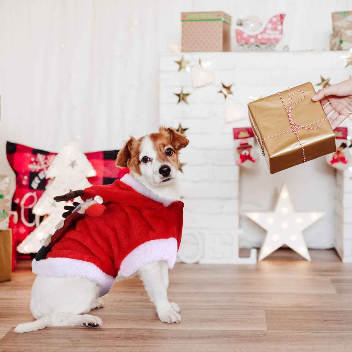 Pet Santa Reindeer Costume with Antlers – Dogs & Cats