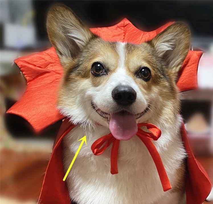 Vampire King Cape – Halloween Pet Costume