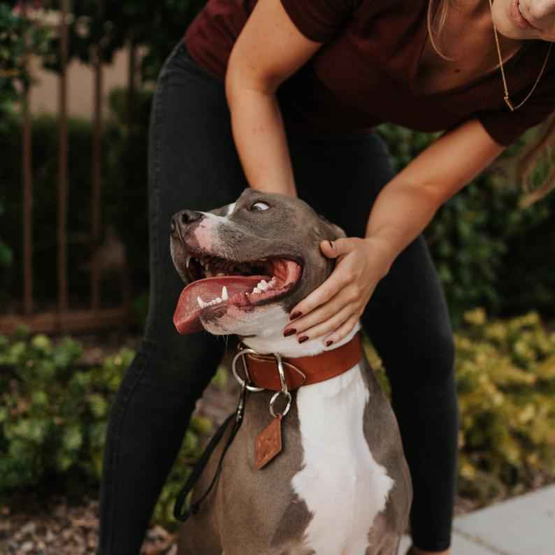 Classic Leather Dog Collars - GoSavvyNow