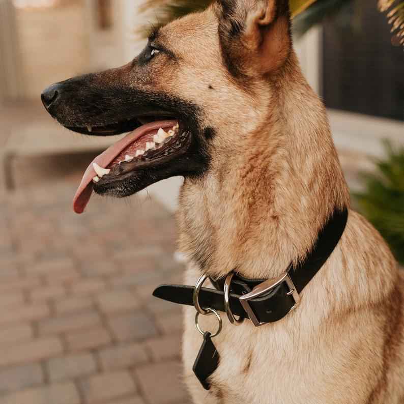 Classic Leather Dog Collars - GoSavvyNow