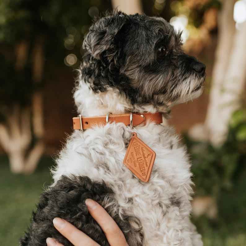 Classic Leather Dog Collars - GoSavvyNow
